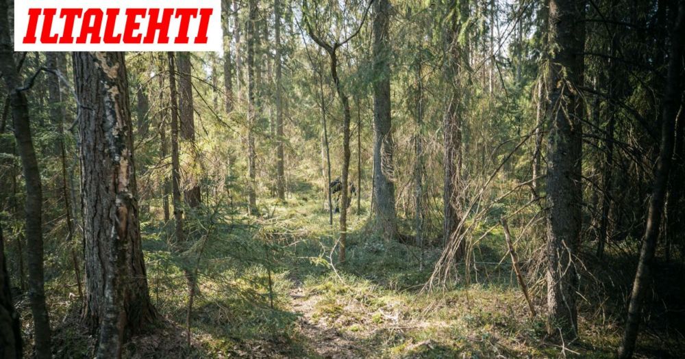 Sadat tutkijat vaativat hallitusta peruuttamaan – IL:n tiedot: Hallitus pysyy metsäkannassaan