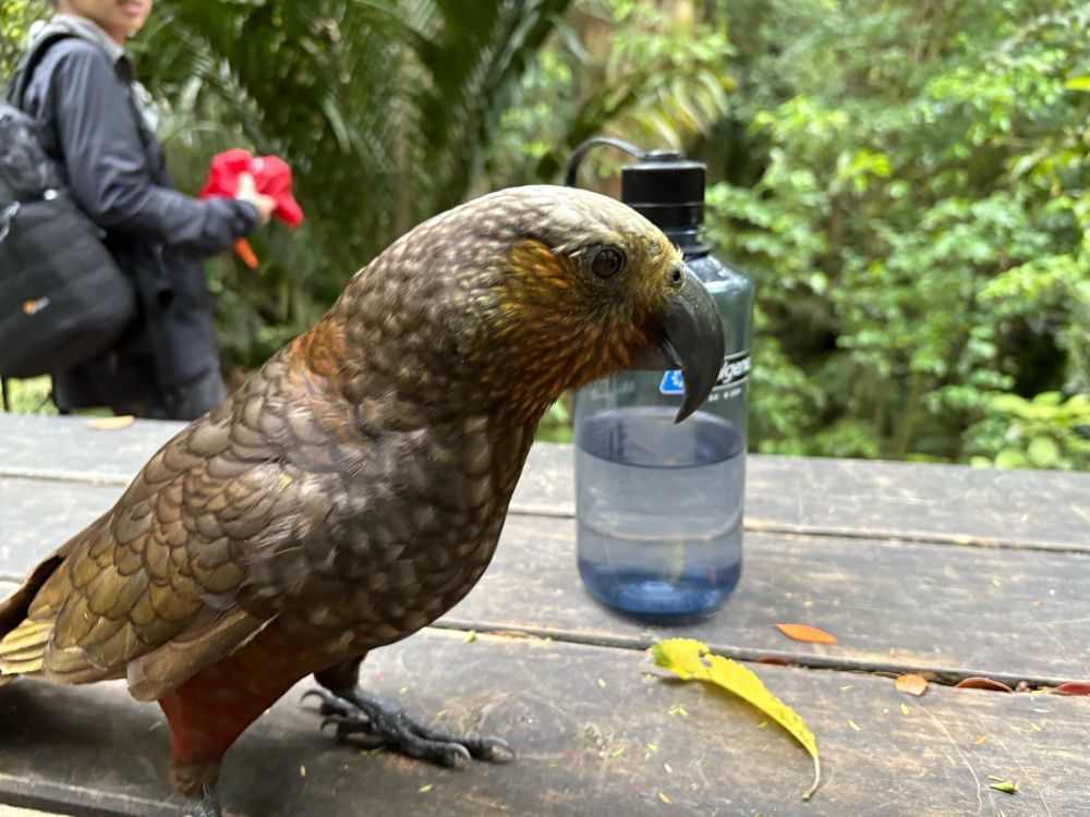 Majestic would-be sandwich thief