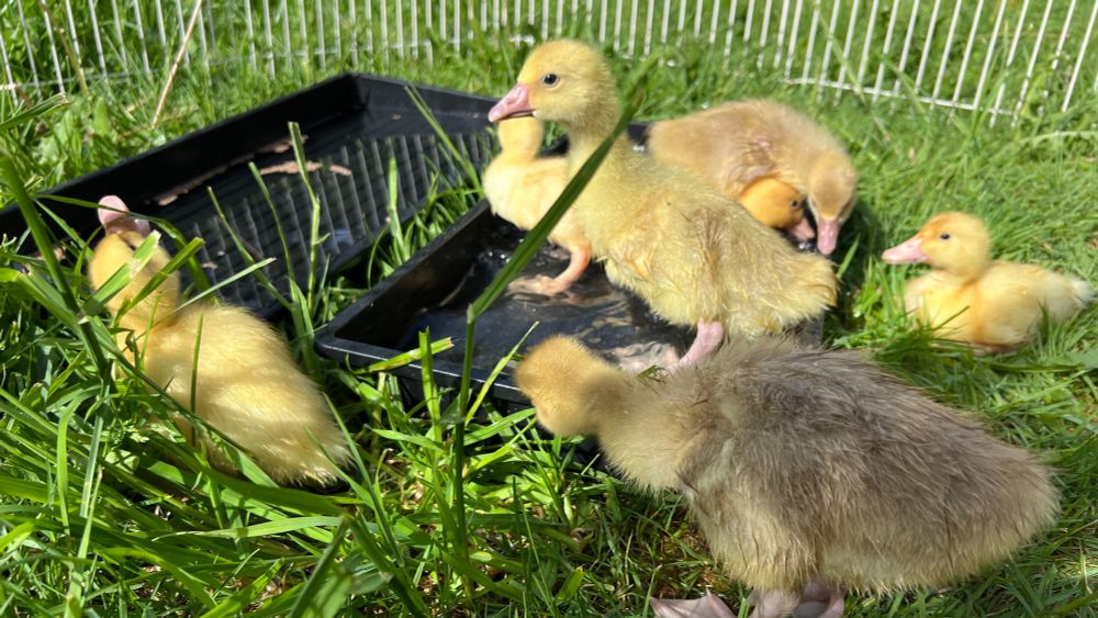 Baby geese and ducks play in small trays of water