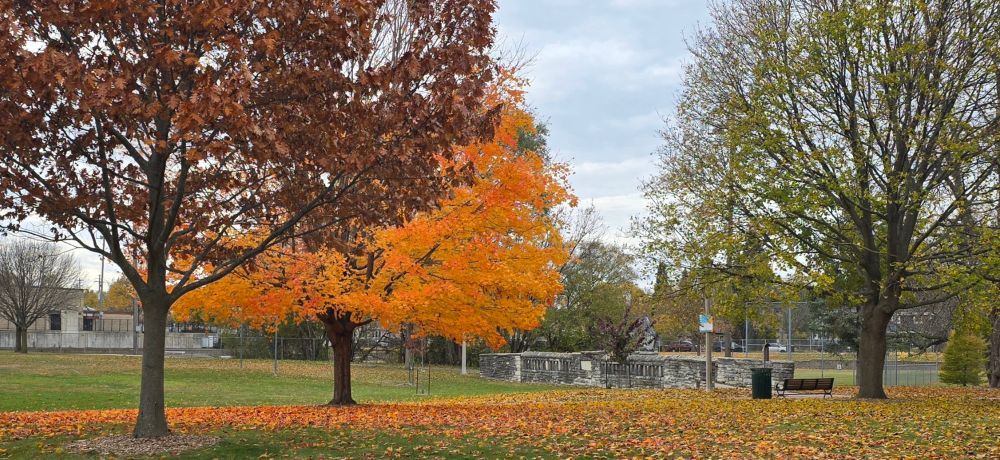 Autumn trees with park bench and bridge
