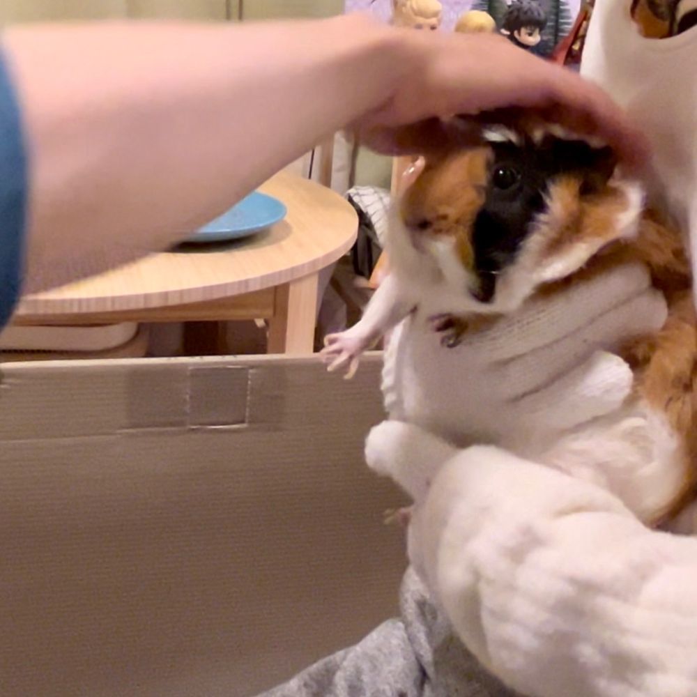 よしよしされるメリーちゃん