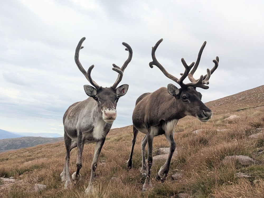 Two female reindeer with beautiful velvety antlers walk across a hillside. The left hand reindeer has a white speckly nose. 