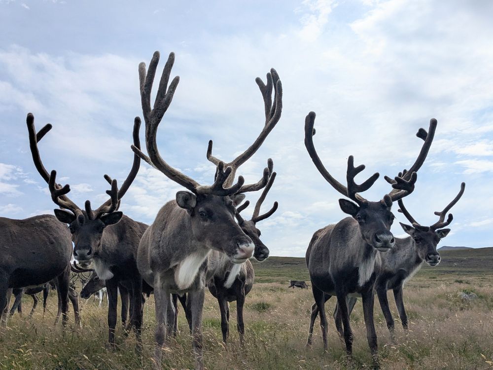 A group of reindeer with beautiful big antlers stand on a hillside looking at the camera. 