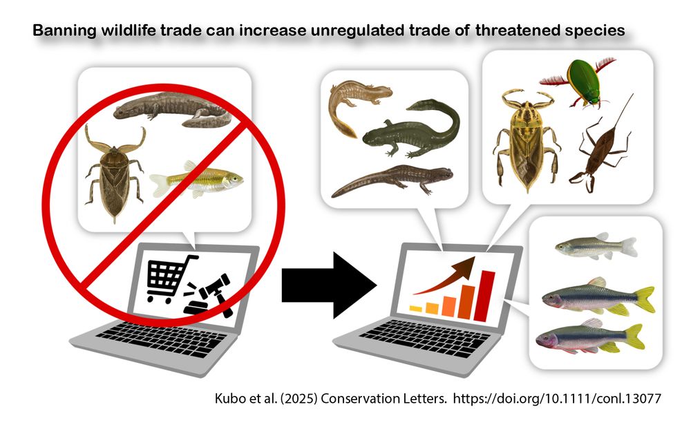 We found 'spillover' effects caused by wildlife trade bans that increase the unregulated trade of threatened species.