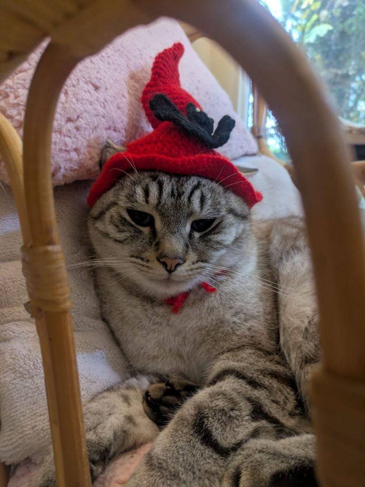 Another cat wears a red pointy witch hat 