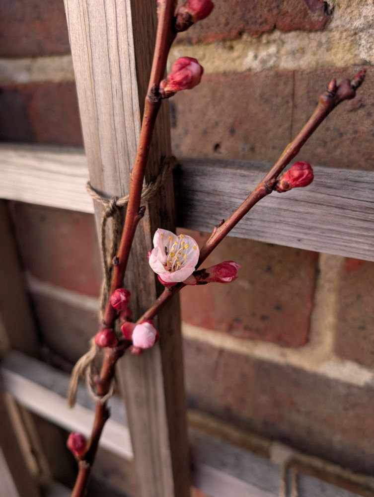 Pink apricot flowers on the branch of a fan-trained tree tied to a wooden trellis on a brick wall