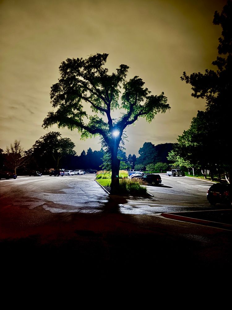 A lone tree impaled by light in a dying lot. The sky, sick and watching. Nothing waits. Nothing wanted this.