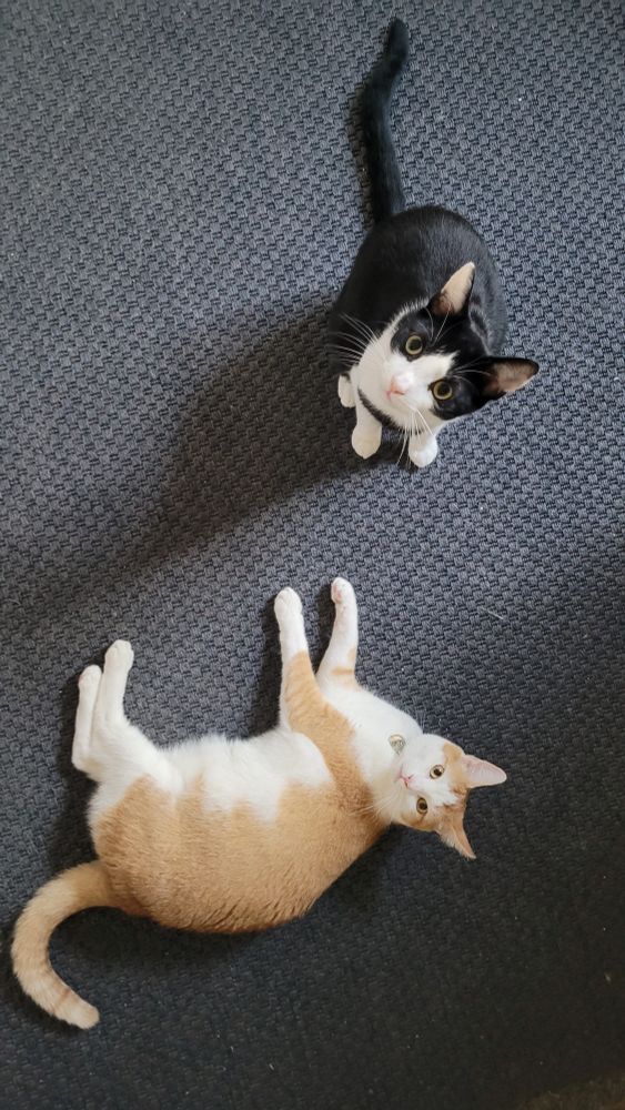 Kota is sitting on the kitchen floor, looking up and Ken is lying on his side looking up