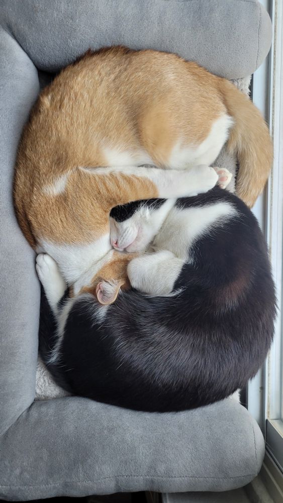 Ken (a round, orange & white kitty) and Kota (a long, black & white kitty) sleeping in a window hammock, almost face-to-face curled around each other forming something like a yin yang