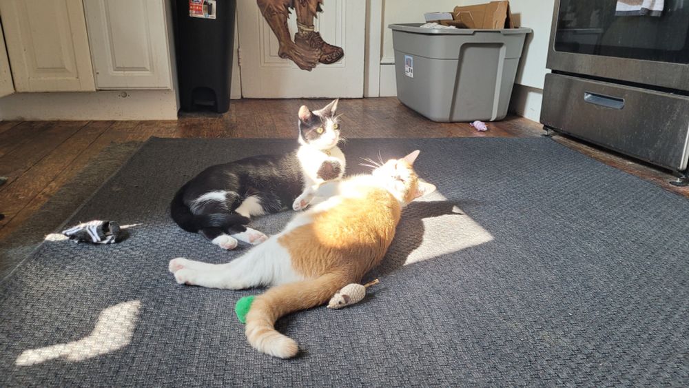 Kota (black & white) and Kenny (orange & white) basking in a patch of sunlight on the kitchen floor