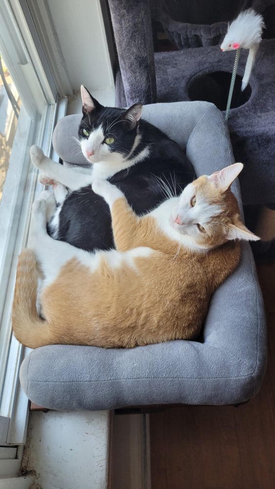 The two of them squeezed into their window hammock bed together