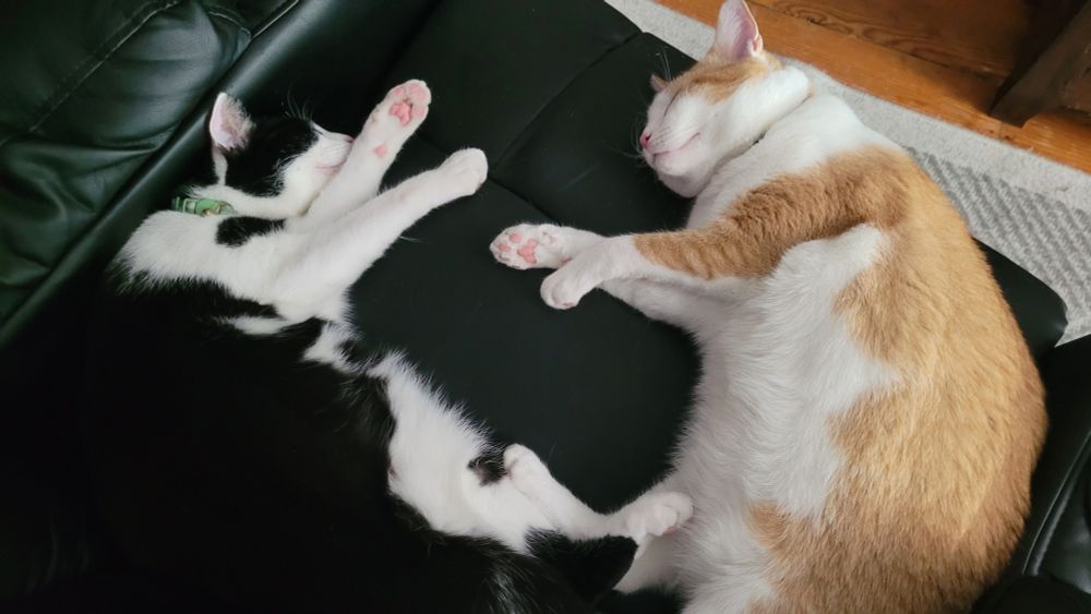 Both of them asleep on a recliner