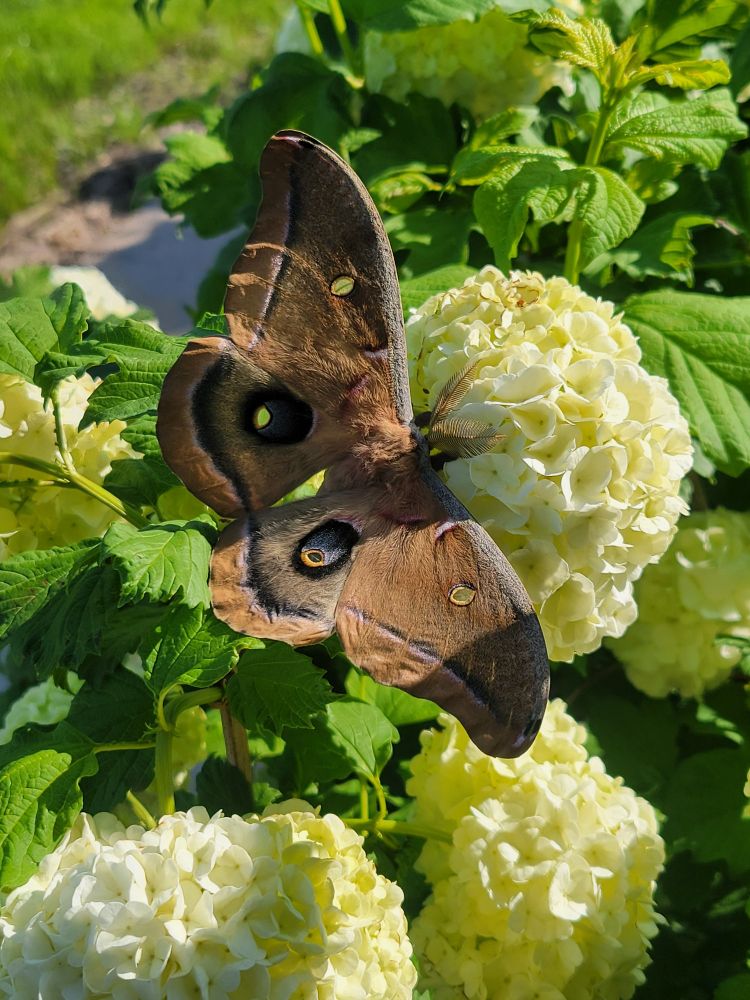 Large moth with beige wings, markings of pink and purple, resting on a white hydrangea.