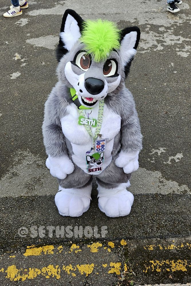 Photo of a grey and white wolf dog fursuit, with black ears and a green hair tuft, wearing a big plush green collar and sushi lanyard with name badges on, all of which say "Seth".
They're looking up at the viewer, facing the camera, with tarmac on the ground.

The text in the bottom left says "@SethSholf".
