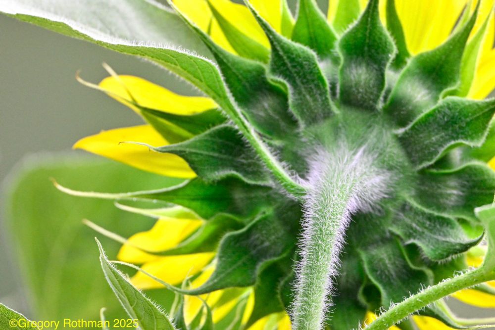 The image shows a close-up view of the back of a sunflower. The camera is focused on the green fuzzy stem and bracts (the small green leaf-like structures at the base of the flower). You can see the fine white hairs on the stem and sepals, giving it a slightly soft, almost velvety texture. Bright yellow sunflower petals peek out from behind, their tips curling slightly, contrasting against the vivid green. The background is softly blurred, keeping all attention on the intricate details of the sunflower’s structure. Credit: Gregory Rothman 2025