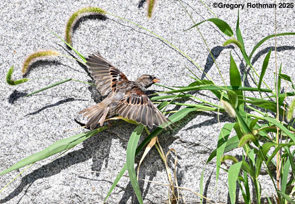 This image shows a House Sparrow (Passer domesticus), a small, stocky songbird common in urban and rural areas. The bird is perched against a rough, gray stone wall, partially surrounded by long blades of green grass and a fuzzy, curved foxtail grass head. The sparrow has its wings spread wide, showing off the patterned feathers. Its wings are brown with black streaks and pale edging, while its back shows a mix of rufous (reddish-brown), gray, and black markings. The bird’s beak is short and conical, perfect for eating seeds, and it appears to be holding a seed or grass bit in its bill. Its tail is slightly fanned out and points downward. The bird is in a dynamic pose, as if it had just landed or is clinging to the wall while feeding on the grasses growing there. The lighting is bright, highlighting the feather details.