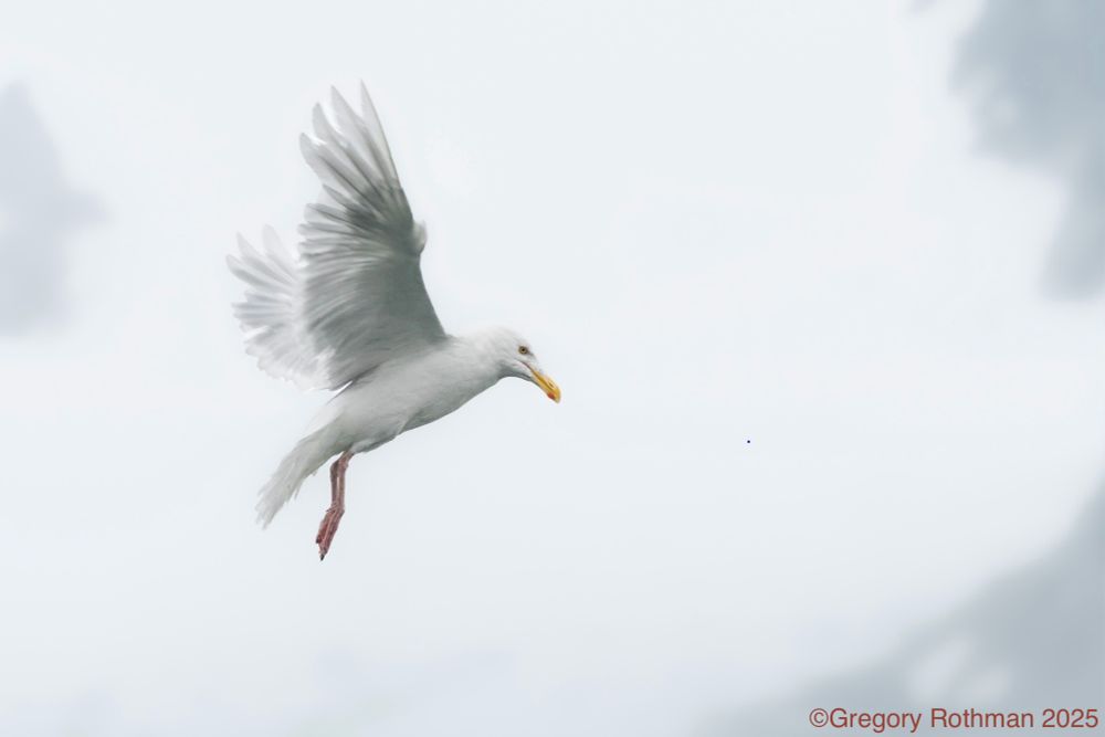 A single white seabird, a kelp gull, is captured mid-flight against a very pale, misty sky. Its wings are lifted high in a soft arc, feathers slightly blurred to show motion. The bird’s body and head are angled downward as if descending. Its bill is yellow with a hint of orange near the tip, and its legs hang loosely beneath it. The background is minimal and bright, with only faint, blurred shapes suggesting distant clouds or landscape. The overall feeling is quiet, soft, and airy. Credit ©Gregory Rothman 


The kelp gull (Larus dominicanus) is a large, robust gull found throughout the Southern Hemisphere. Adults typically have a white head and body with contrasting dark slate-black wings and back. They have a strong yellow bill often marked with a small red spot. Known for being adaptable and opportunistic, kelp gulls feed on fish, invertebrates, carrion, eggs, and even human refuse. They commonly nest on coastal cliffs, dunes, and offshore islands, forming loose colonies.

Kelp gulls are widespread, occurring in South America, Africa, Australia, New Zealand, and many sub-Antarctic islands. Their populations are generally stable and even expanding in some regions due to their ability to exploit human-modified environments.