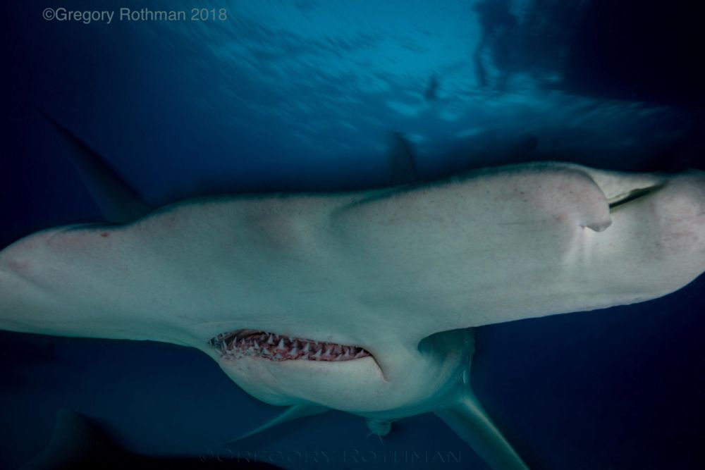An underwater photograph taken in Bimini captures the underside of a great hammerhead shark. The viewer looks up at the shark’s broad, flat head, with its small mouth open to reveal sharp, triangular teeth. The shark’s pale body contrasts against the deep blue water. Above, faintly visible near the surface, silhouettes of divers hover, watching from a safe distance. Their presence emphasizes the shark’s immense size and the awe of sharing the water with such a powerful predator. Credit: Gregory Rothman 2018
