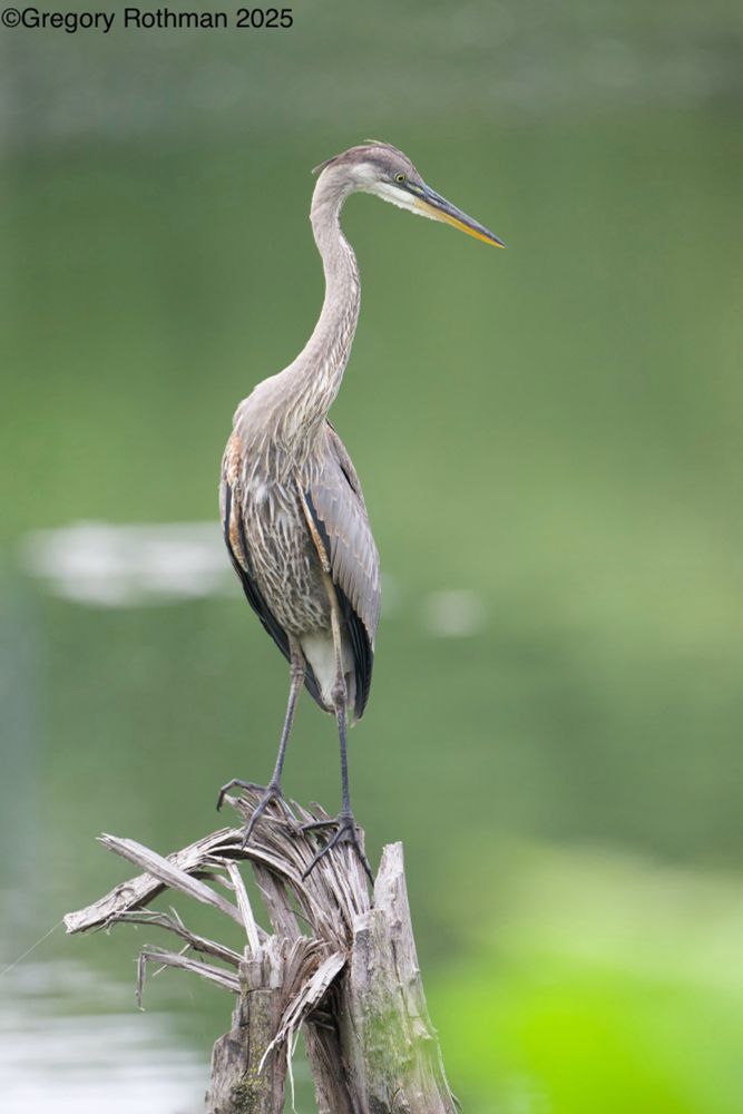 A Great Blue Heron perched on a weathered, broken log. The large wading bird stands firmly on its slender legs, its toes gripping the splintered surface of the gray-brown log. Patches of green moss indicate the log has been submerged in water for a period. The background presents a soft-focus view of muted green water, suggesting a lake or pond. Lighter green and white areas within the water indicate sunlight reflections. The scene is captured with a shallow depth of field, bringing the heron and the log into sharp focus against the blurred background. Natural, soft lighting suggests an overcast day or time near sunrise or sunset, creating a calm atmosphere. The full form of the Great Blue Heron reveals its gray-blue plumage, long S-shaped neck, and prominent beak. A copyright notice, "©Gregory Rothman 2025," is visible in the top-left corner.
