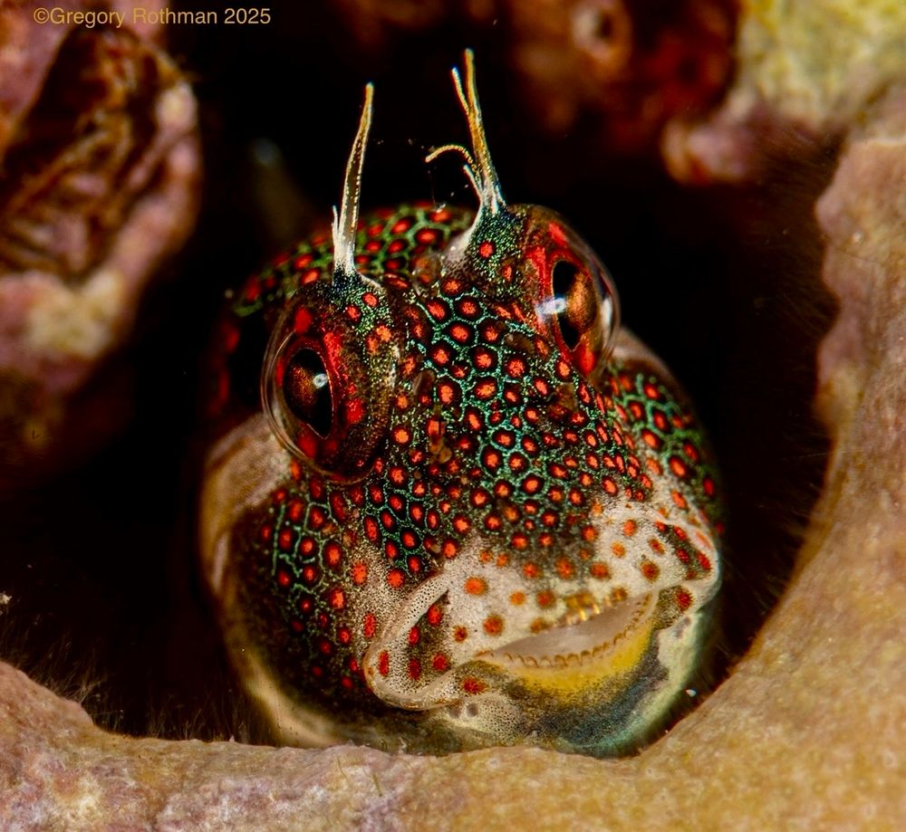 This image shows a close-up of a small, colorful blenny peeking out from a crevice, likely in coral or rock. The blenny has a striking appearance: its face and head are covered in tiny, iridescent spots of red, green, and turquoise, creating a dazzling pattern. Its large, round eyes stand out, each with a reddish hue, giving it an alert and curious expression. Two thin, horn-like appendages rise above its eyes. Its mouth is slightly open, showing tiny, comb-like teeth. The fish looks almost like it’s smiling. The background is dark, making the fish’s vivid colors glow even more. This is a blenny, more specifically a Redspotted Blenny (Blenniella chrysospilos). Blennies are small, often brightly patterned fish that live in rocky crevices or coral holes, just like in the photo. The red and green iridescent spots, the horn-like cirri (little fleshy appendages) above the eyes, and the toothy grin are classic features of this species. They’re usually found in shallow tropical waters of the Indo-Pacific, and they spend a lot of time poking their heads out of hiding places, watching for food or predators.