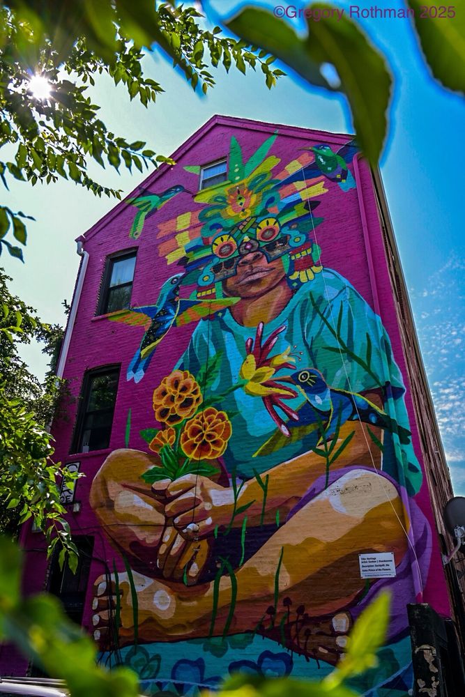 This image shows a striking, colorful mural painted on the side of a tall, narrow brick building. The building itself is painted a vivid magenta, making the artwork even more eye-catching. The mural, by artist SENKOE, depicts a seated figure holding vibrant marigolds and a bird-of-paradise flower. The person has warm brown skin and wears a turquoise shirt. Their knees are drawn up toward their chest, bare feet resting on a patterned blue base. The figure’s head is adorned with an elaborate, multicolored headdress inspired by Aztec and Mesoamerican iconography—featuring symmetrical geometric designs, stylized feathers, and circular elements. The headpiece covers the upper part of their face like a ceremonial mask. Around the figure, brilliantly painted birds hover—some mid-flight—adding a sense of liveliness and connection to nature. Symbolism: • Xōchipilli, the Aztec god represented here, is associated with flowers, art, beauty, dance, love, and the pleasures of life. His name means “Flower Prince” in Nahuatl. • The flowers symbolize vitality, creativity, and life’s fleeting beauty. • The birds often represent freedom, the soul, and the link between the earthly and spiritual realms. • The vivid colors reflect joy, energy, and the sacredness of natural beauty. • The cross-legged, grounded posture suggests meditation, harmony, and being rooted in the earth while connected to the divine. The overall work blends traditional Indigenous Mexican imagery with a contemporary street art style, turning the building into a monumental altar to culture, nature, and creativity. If you’d like, I can also explain the cultural and historical significance of Xōchipilli in detail so the mural’s meaning is even richer.