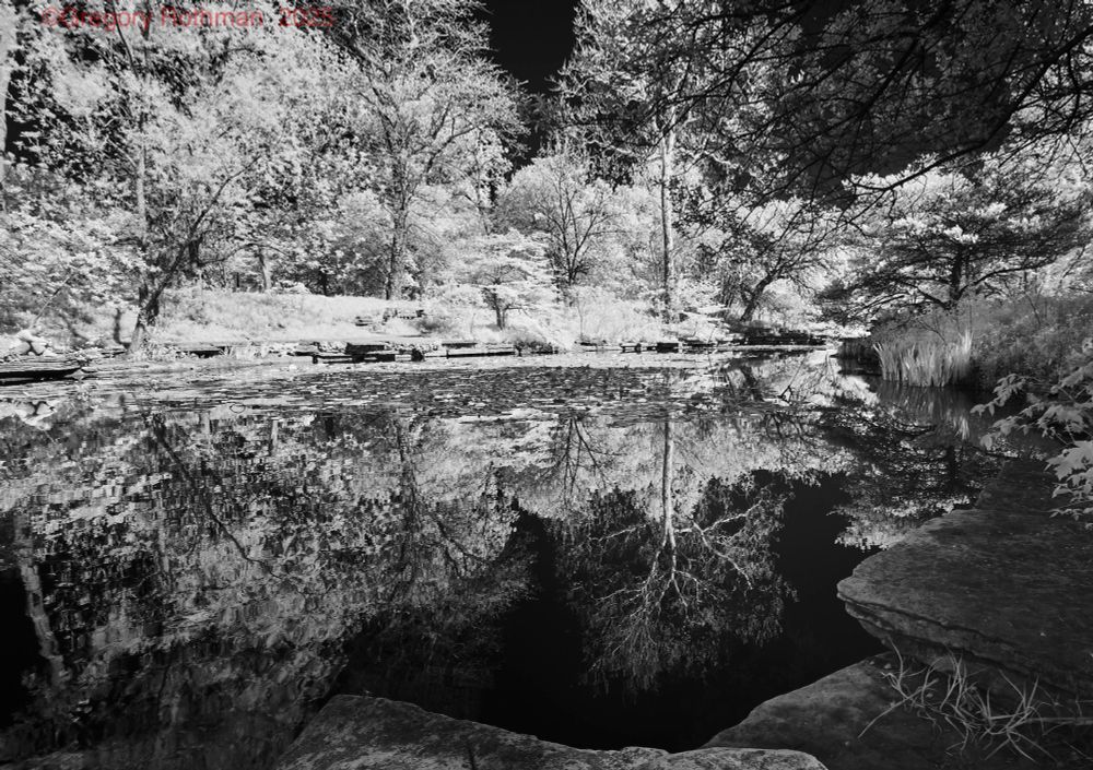 Imagine stepping into a secluded pocket of nature where time moves slowly. You’re standing on a ledge of cool, flat stone, the kind that feels solid and slightly rough beneath your fingertips. Ahead, a pond lies so perfectly still that its surface could be mistaken for glass. The water reflects the world above it — every branch, every leaf — so sharply that it’s like peering into an upside-down forest. The air is calm, perhaps carrying the faint earthy scent of damp stone and fresh vegetation. Around you, the trees wear a luminous cloak — not the deep green you expect, but a pale, silvery white that makes them seem touched by frost or moonlight. This surreal glow comes from the way the photograph was taken, using infrared light, which turns familiar foliage into something otherworldly. Somewhere near the pond’s center, lily pads float gently, breaking up the mirrored surface with soft, rounded shapes. Above, fine twigs and sprawling branches reach across the sky — and their reflections double them below, forming an intricate lattice of lines and shapes. It’s a scene that feels both peaceful and slightly enchanted, as though you’ve wandered into a place where nature is quietly holding its breath. History 1889 Original Victorian heated lily pool constructed 1936–1938 Alfred Caldwell’s redesign in Prairie School style 1940s–1980s Degradation as the “Rookery” with zoo birds and invasive features 1997 Community-led restoration initiative begins 2000–2002 Major restoration of landscape, stonework, plants 2002–2006 Landmark designations and official renaming 2024- Currently Under Restoration Due to reopen soon or in 2026. 