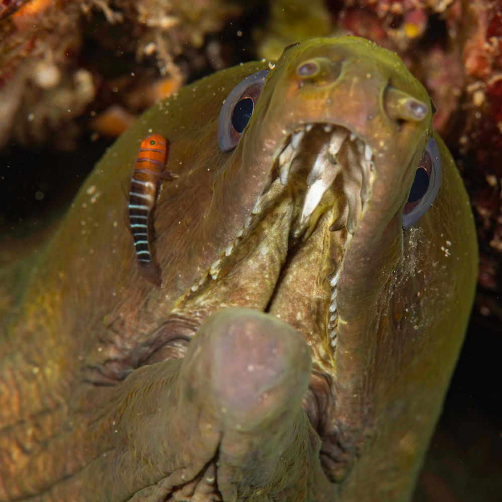 This is a close-up underwater scene. At the center is a large green moray eel, a long, snake-like fish with a wide mouth full of sharp, needle-like teeth. Its skin is smooth and greenish-brown, and its two round eyes look outward. Perched on the side of the eel’s face is a much smaller, brightly colored fish — the blue-banded goby. The goby has a reddish-orange head and upper body, with striking blue and black horizontal stripes running along its lower body and tail. The contrast between the massive, intimidating eel and the tiny, colorful goby creates a dramatic and fascinating image of marine life interaction. The photo captures a cleaning symbiosis. • Moray eel: A large predator that often has parasites or dead tissue around its mouth and skin. • Blue-banded goby (cleaner goby): A small reef fish that eats these parasites and dead tissue. The goby benefits by getting a reliable source of food, while the moray eel benefits by having harmful parasites removed and wounds cleaned. This is a mutualistic relationship because both species gain something positive. What’s fascinating is that during these interactions, predators like moray eels suppress their hunting instincts and allow the tiny goby to work safely, even right inside their mouths!