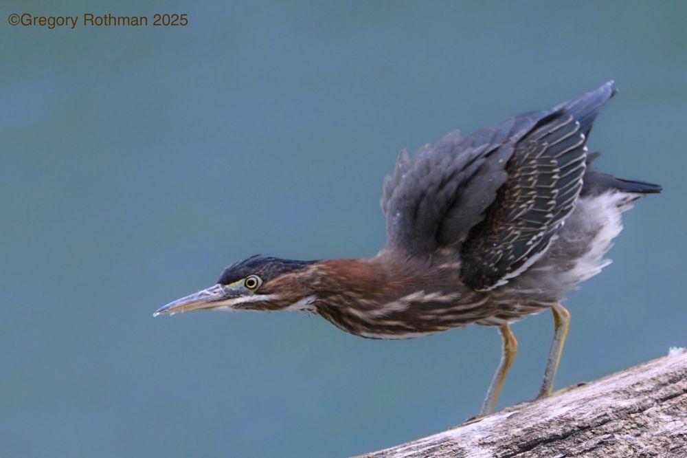 The image shows a small heron standing on a slanted tree trunk against a soft blue-green background, likely water. The bird is captured in a crouched, alert posture, with its body low, neck extended forward, and wings slightly lifted as if preparing to strike or take flight. • Its head is dark greenish-black with a sharp, pointed beak. • The neck is rich chestnut brown with lighter streaks running down the front. • The wings are dark gray-black with fine pale lines outlining the feathers. • The legs are slender and yellowish-green, gripping the tree trunk. • Its eye is bright yellow, giving it an intense, focused look. The overall mood suggests the bird is hunting or watching carefully for prey in the water