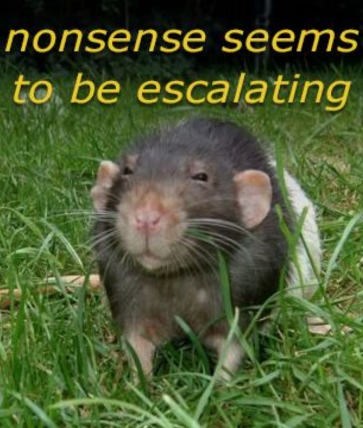 A rat expressing annoyance with escalating nonsense 