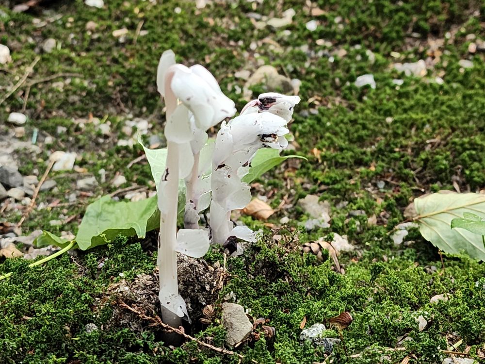 Side view of Monotropa uniflora - ghost pipes.