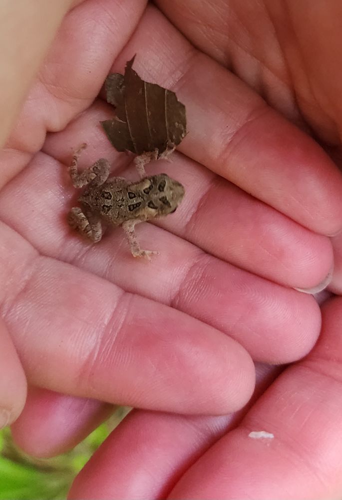 A tiny tiny toadlet in hands.