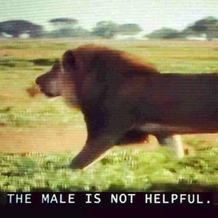 A screenshot of a male lion in the savanna with the text reading "The male is not helpful."