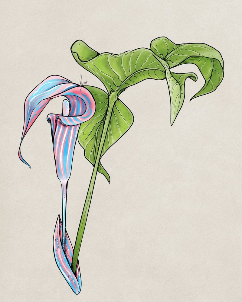 Arisaema triphyllum - Jack-in-the-pulpit in transgender flag colours.