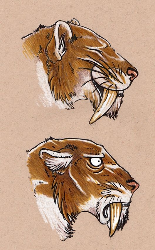 Old coloured sketch of two smilodon heads facing right. The top one is smiling happily, the bottom one is not smiling and looks annoyed.