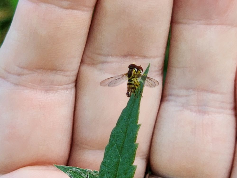 Mating Toxomerus geminatus - Eastern calligraphers. Tiny yellow and black hoverflies. My ginormous hand is in the background to help my phone focus.