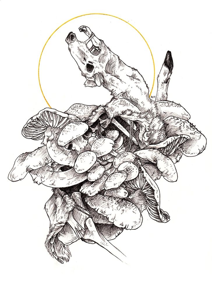 A decaying deer with multiple large honey mushrooms growing out of it. 