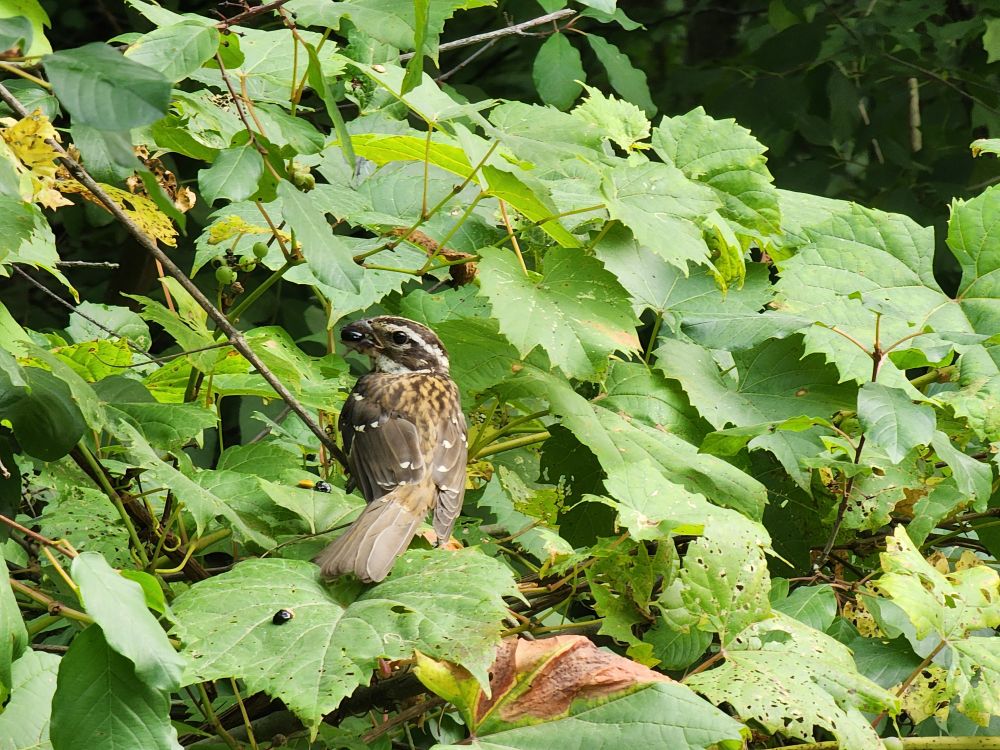 Fledgling rose breasted grosbeak.