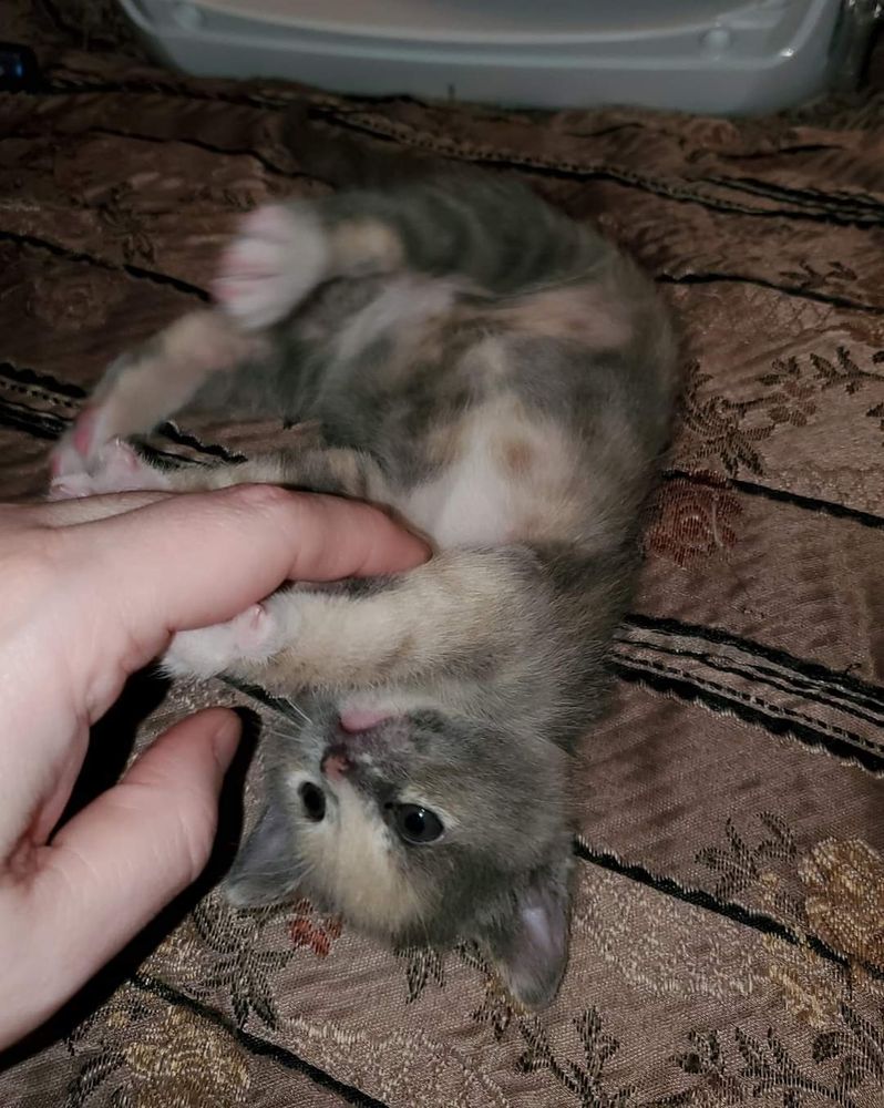 A cute dilute torbico kitten being tickled