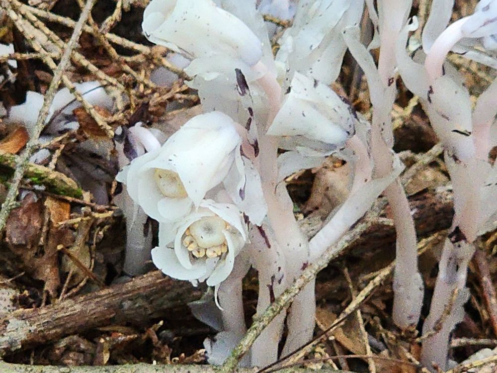 Closeup of Monotropa uniflora - ghost pipes.