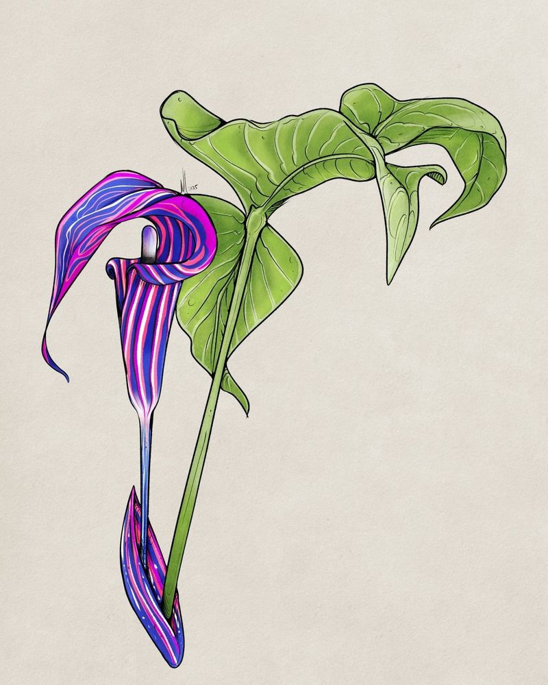 Arisaema triphyllum - Jack-in-the-pulpit in genderfluid flag colours.