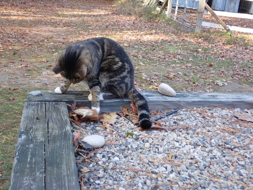 Brown tabby cat on gravel “hunting” flat hedgehog toy