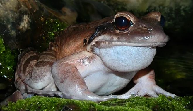 Giant Ditch Frog AKA Mountain Chicken