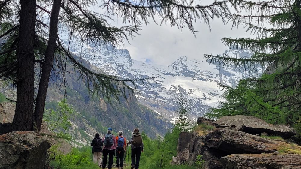Walkers on a path through fir trees in the Valnonte valley. Snow-covered Gran Paradiso in the background. 
