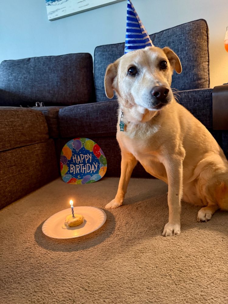 Tan dog with a birthday hat on sitting next to a dog treat and a happy birthday ballon. 