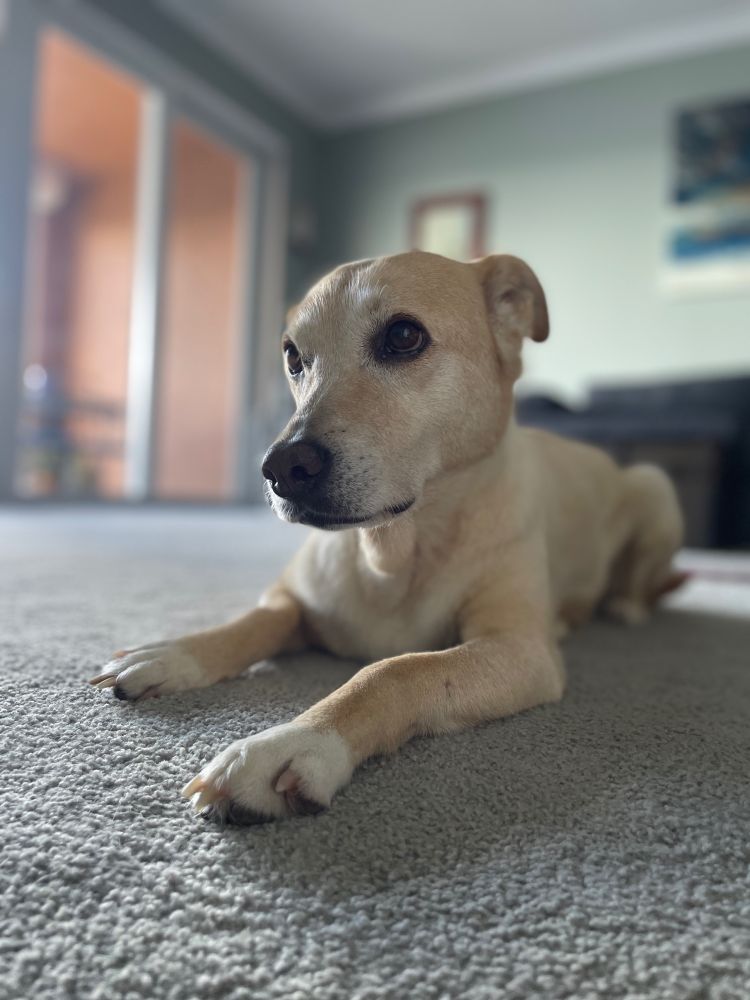 Tan dog laying the floor.