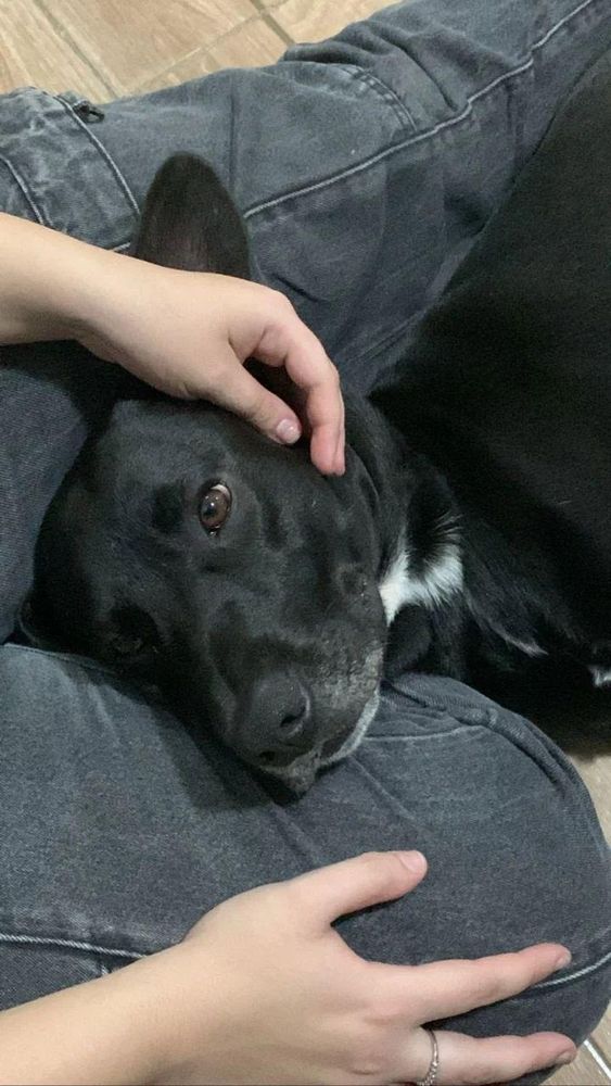 cachorro frederico apenas sendo lindo