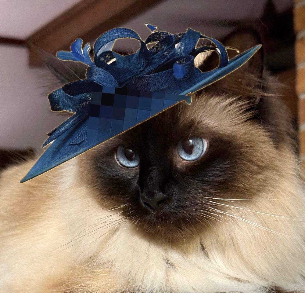 A long-haired seal point cat with blue eyes sits demurely for the camera with a lovely blue whimsical hat perched on her head.