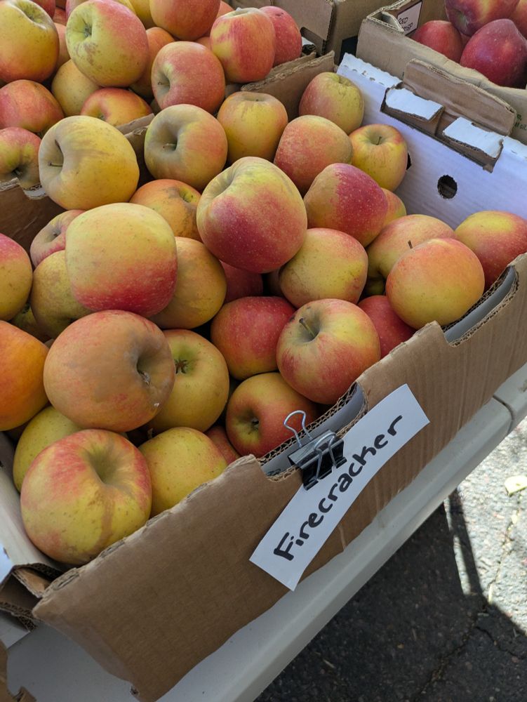 A box of apples labeled "Firecracker" filled with apples that are yellow and then red-orange on the other with a fair amount of brown "russeting" on some of them. A very old fashioned looking apple.

Photograph by MtBotany 
Creative Commons by Attribution Share Alike License 4.0