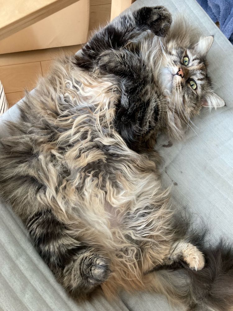 猫がお腹を見せている写真