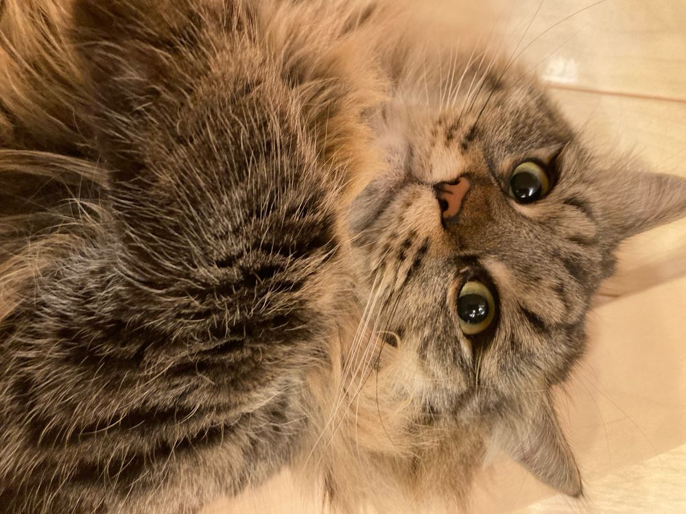 不思議な顔してる猫